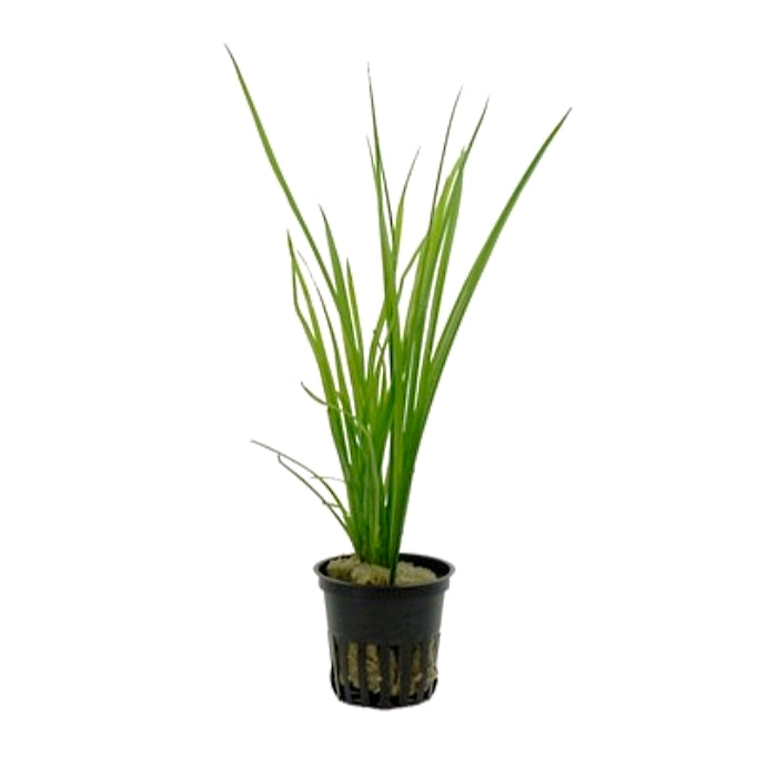 Cyperus helferi
