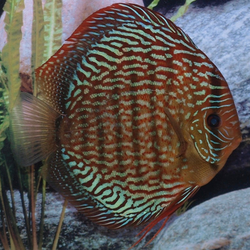Discus Red Scribble 5cm