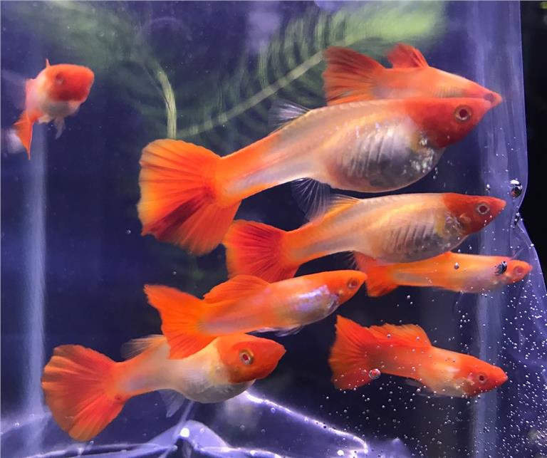 Guppys Red Nose Koi (Casal)