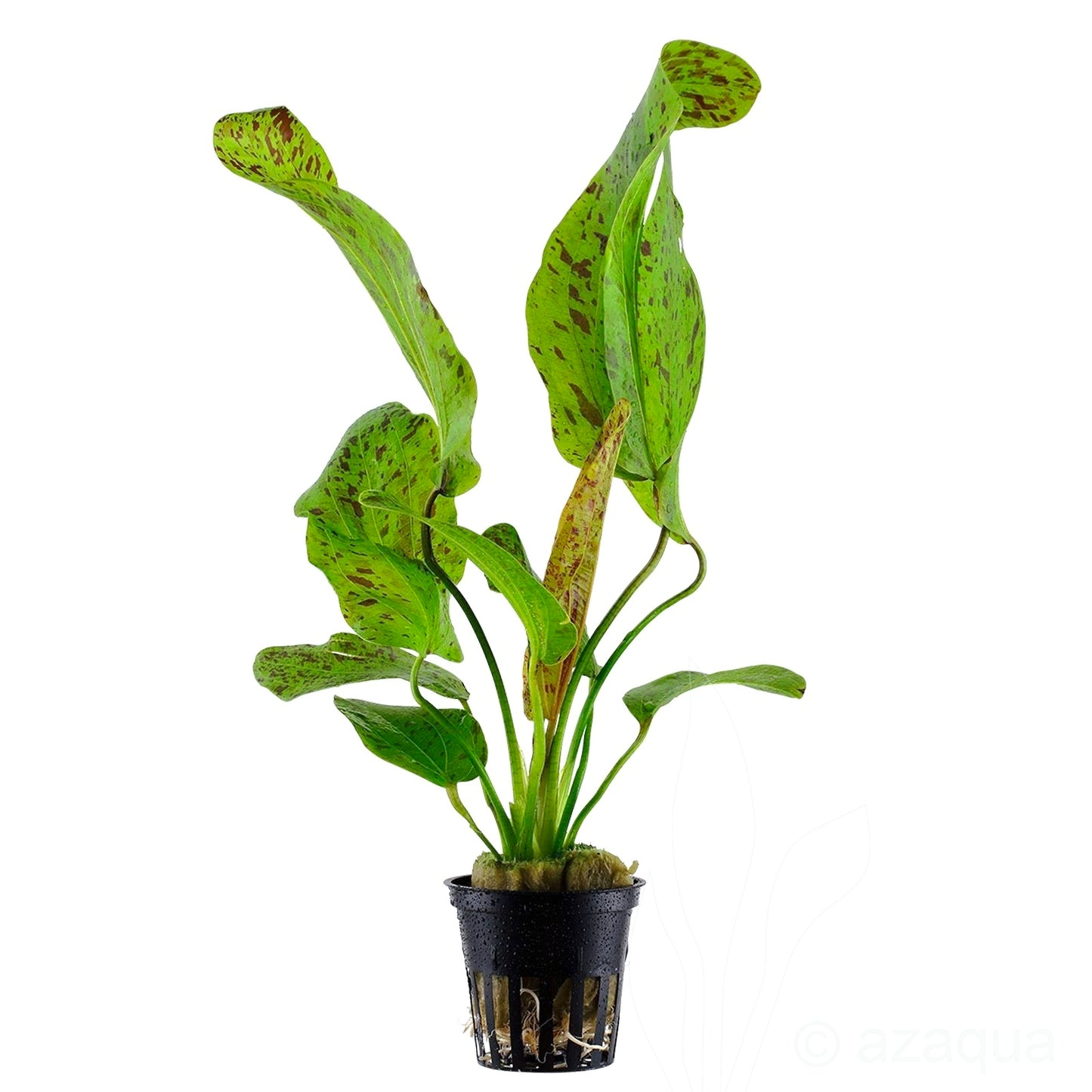Echinodorus Ozelot Green