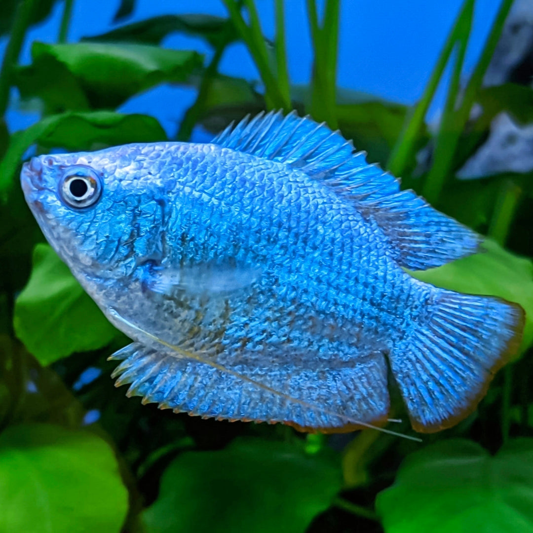 Colisa Lalia Azul Cobalto (Casal)