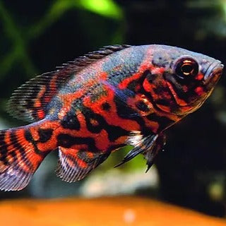 Oscar Red Tiger 3-4cm