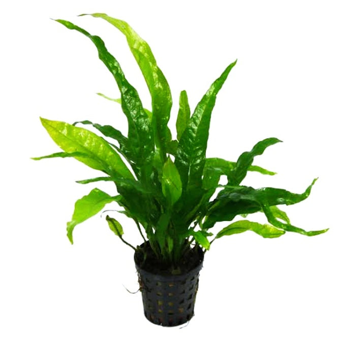 Microsorum pteropus (Feto de Java)