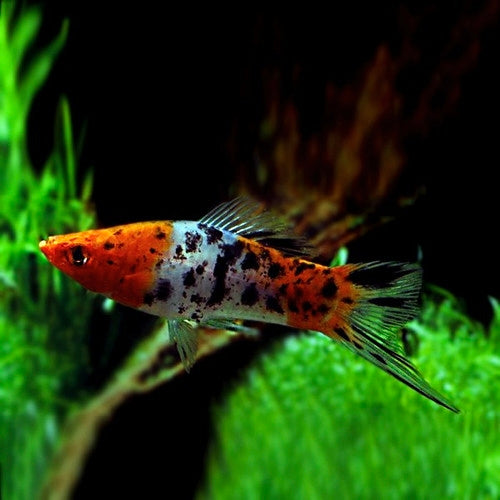 Espada Tricolor
