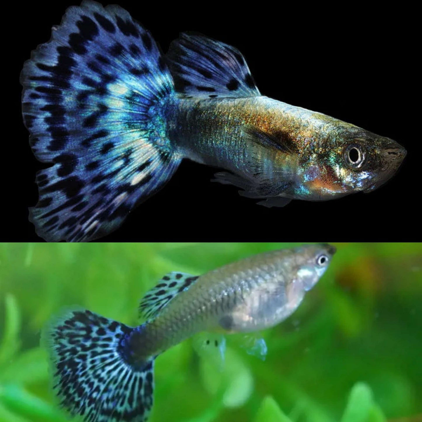 Guppys Dumbo Azul (Trio)