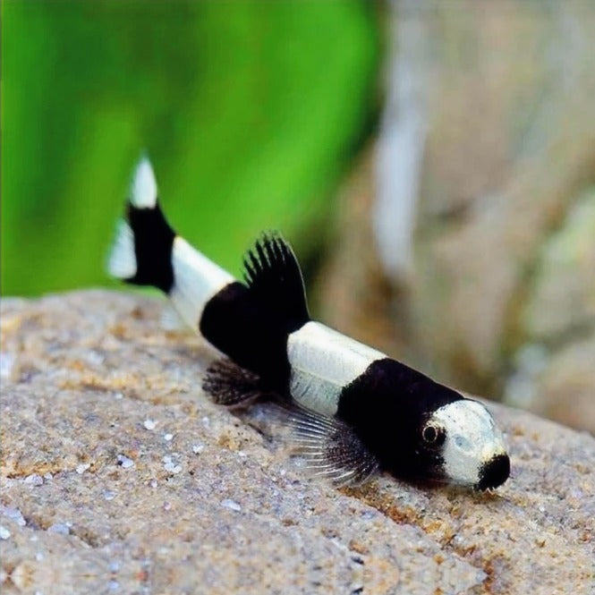 Panda Loach