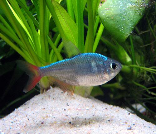 Tetra Colombiano