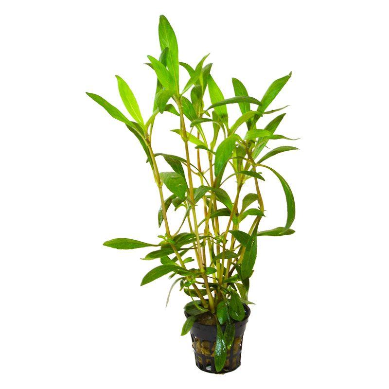 Hygrophila salicifolia
