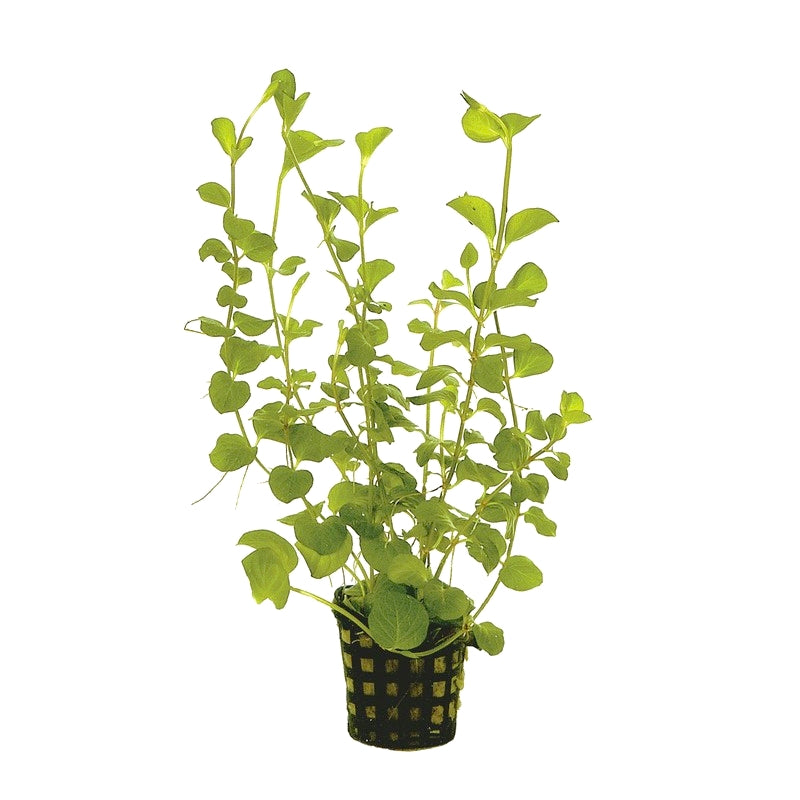 Lysimachia nummularia