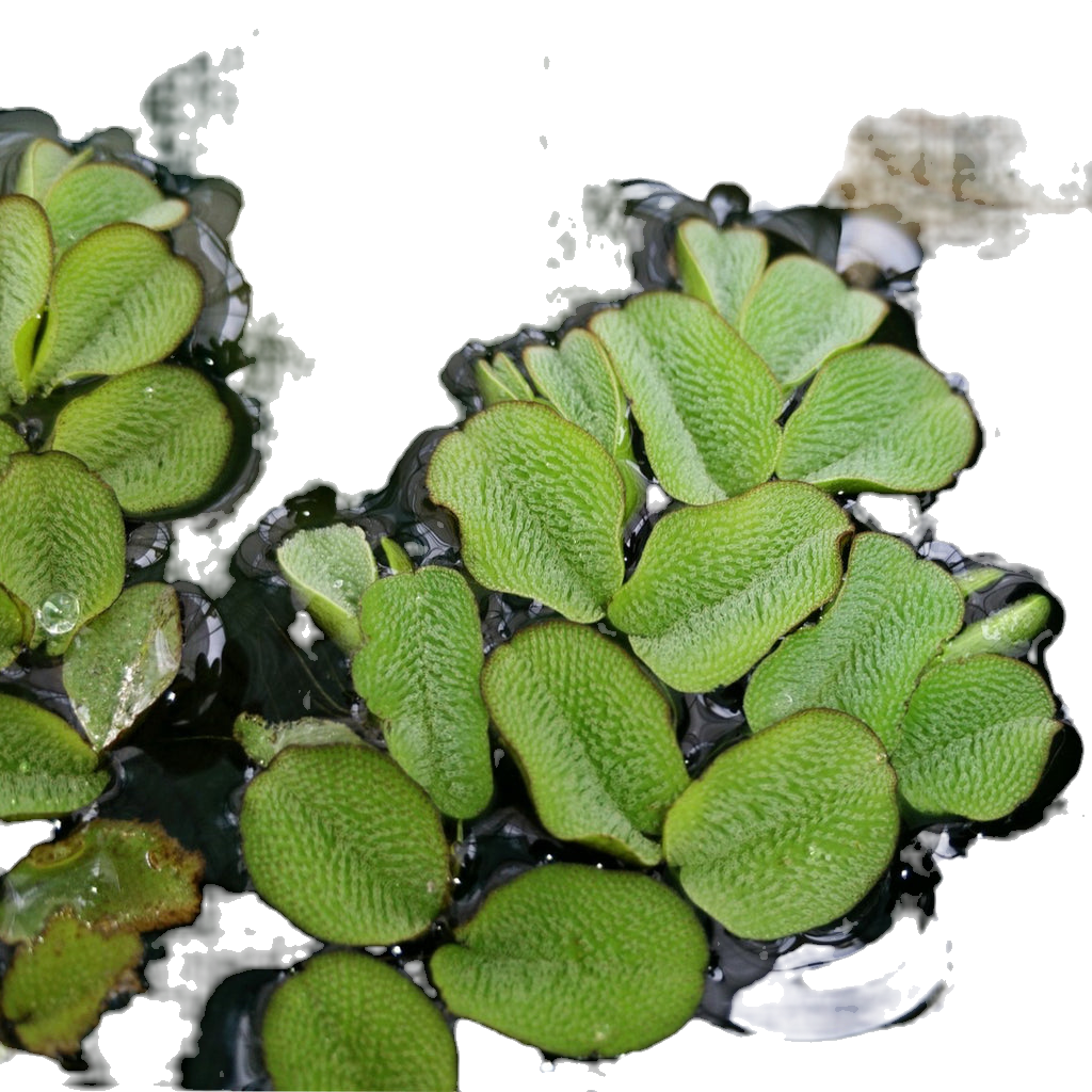 Salvinia natans (Flutuante)