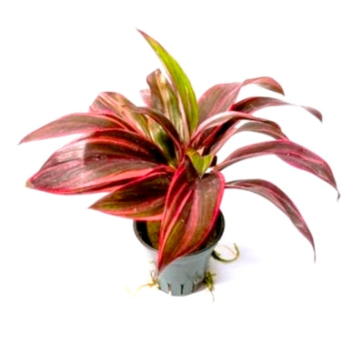 Cordyline 'Red Edge'