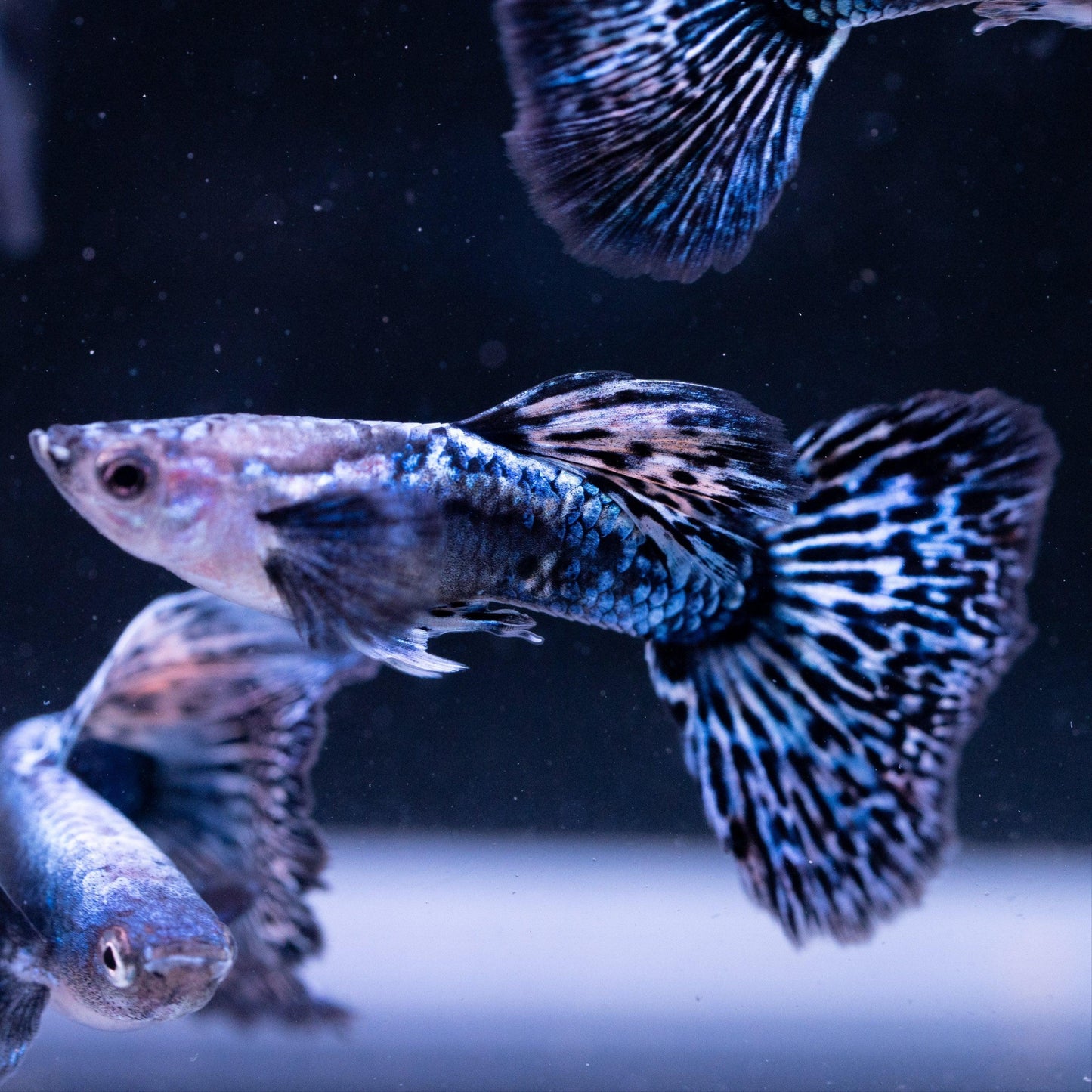 Guppy Blue Dragon (Macho)