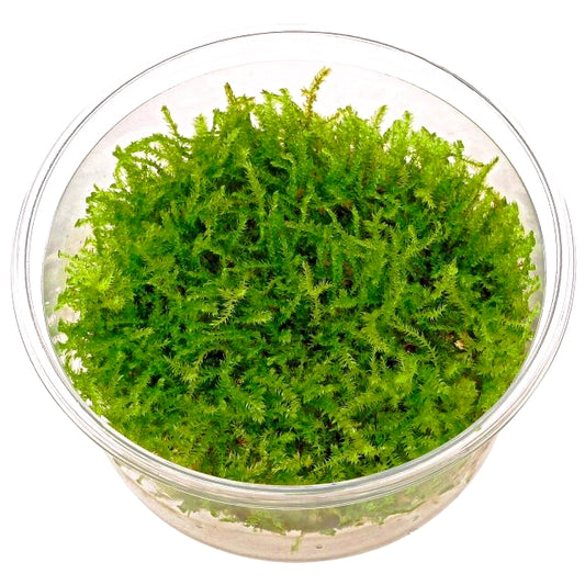 Musgo Christmas (In Vitro)