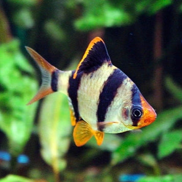 Barbo Tigre