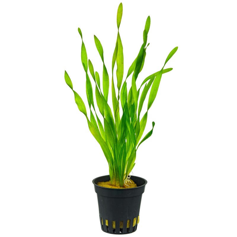 Vallisneria asiatica