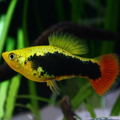 Platy Hawaii