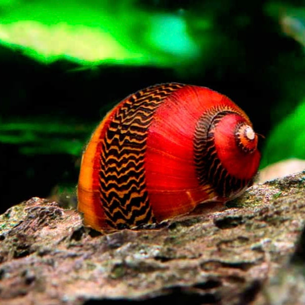 Caracol Picasso