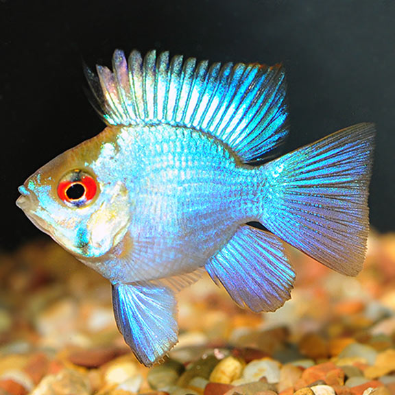 Ramirezi Balão Electric Blue 3cm