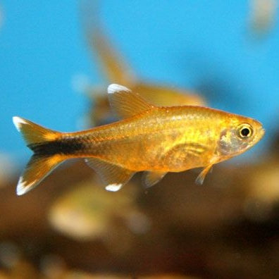 Tetra Cobre