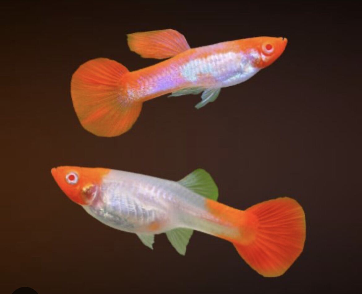 Guppys Koi Albino (Casal)