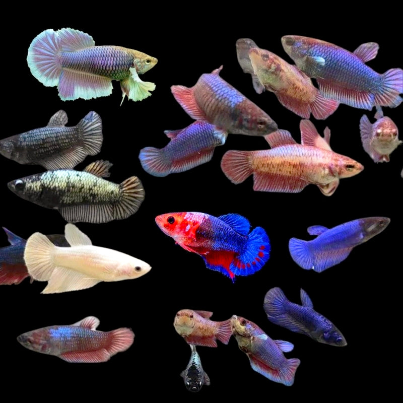 Bettas Fêmea Plakat Sortidas