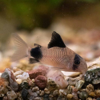 Corydora panda