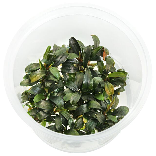 Bucephalandra sp. Marrónie (In Vitro)