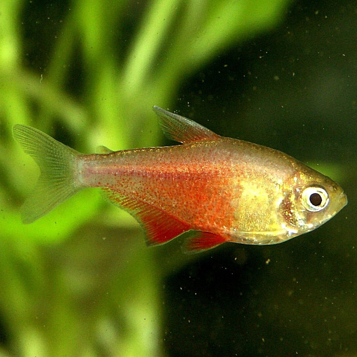 Tetra Fogo