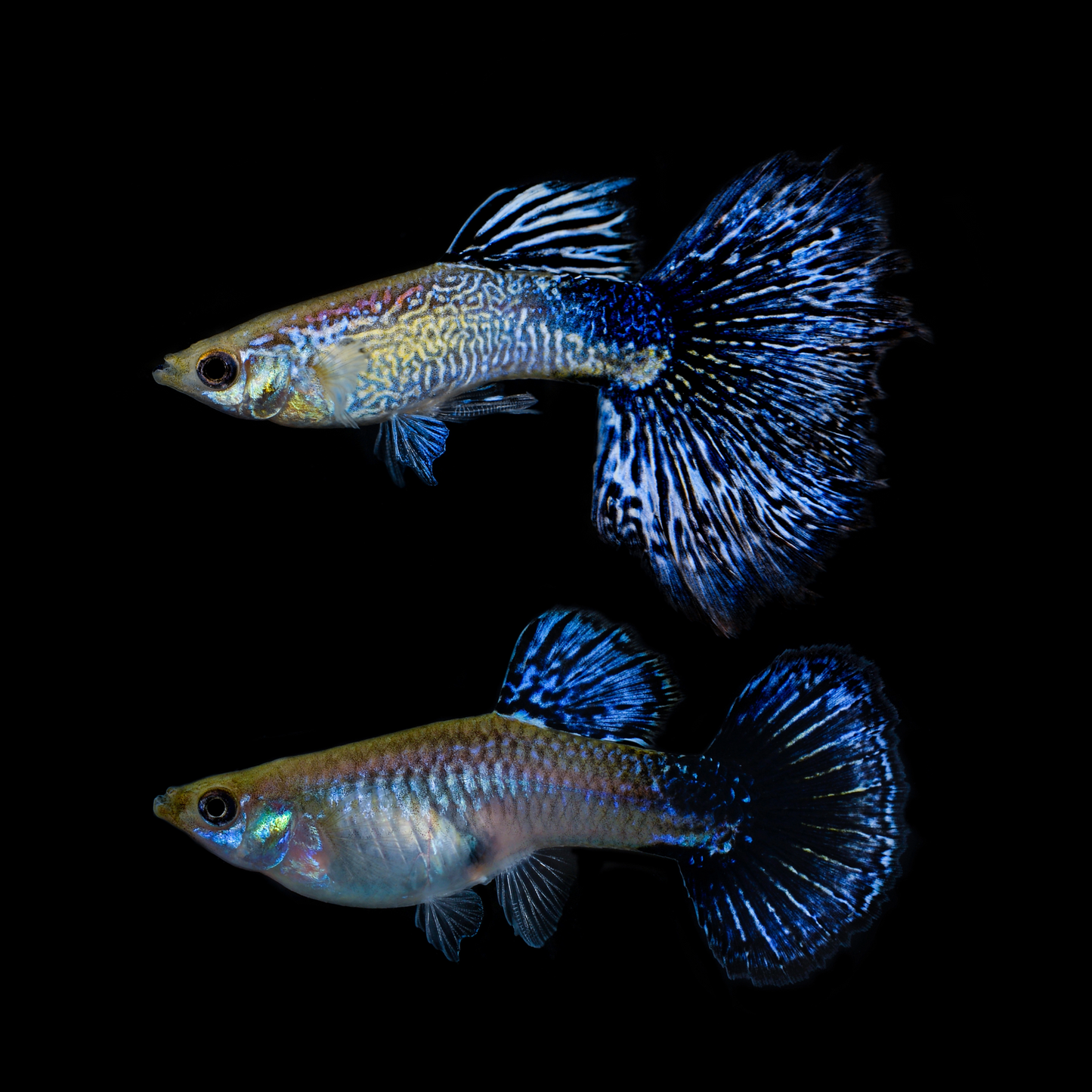 Guppys Tiger Sortidos (Casal)