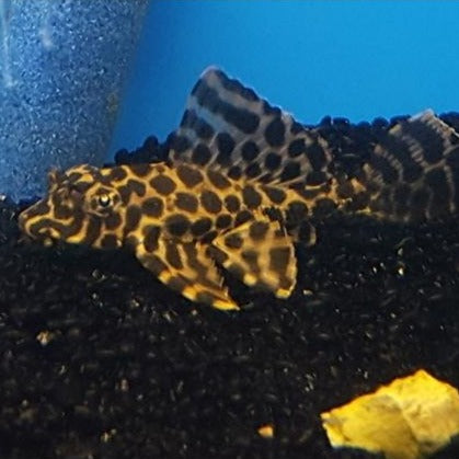 Plecostomus Mariposa 5-6cm