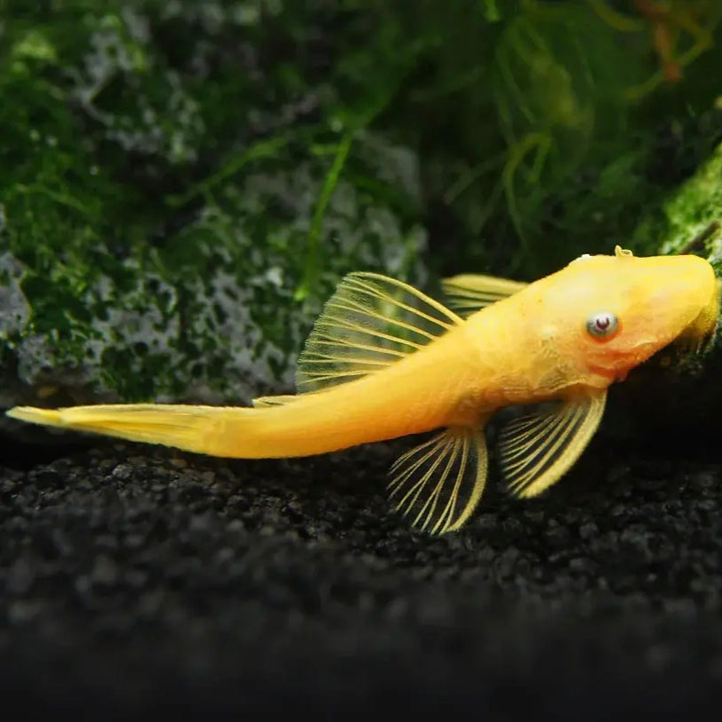 Ancistrus Albino