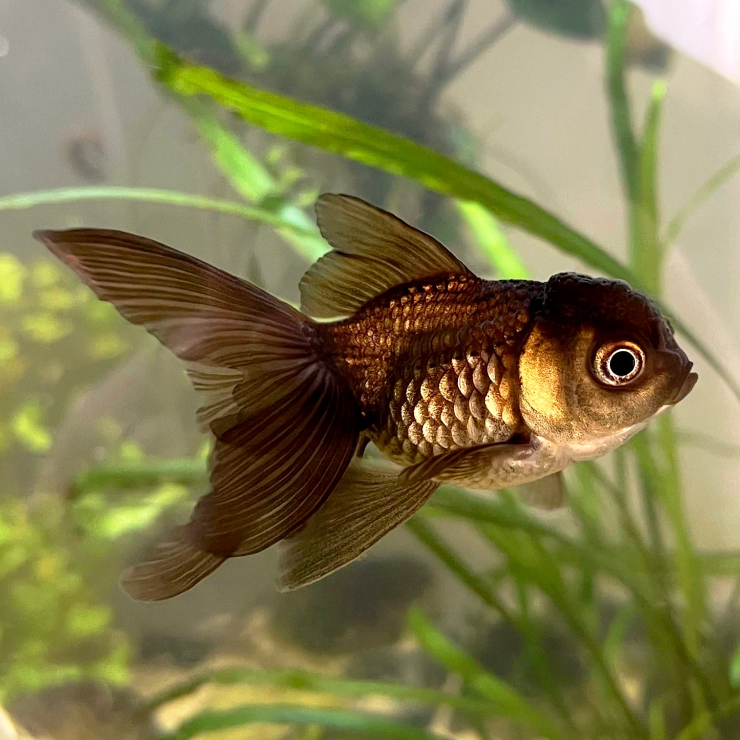 Oranda Chocolate 4-5cm