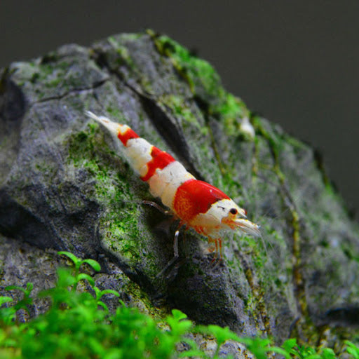 Caridina Crystal Red