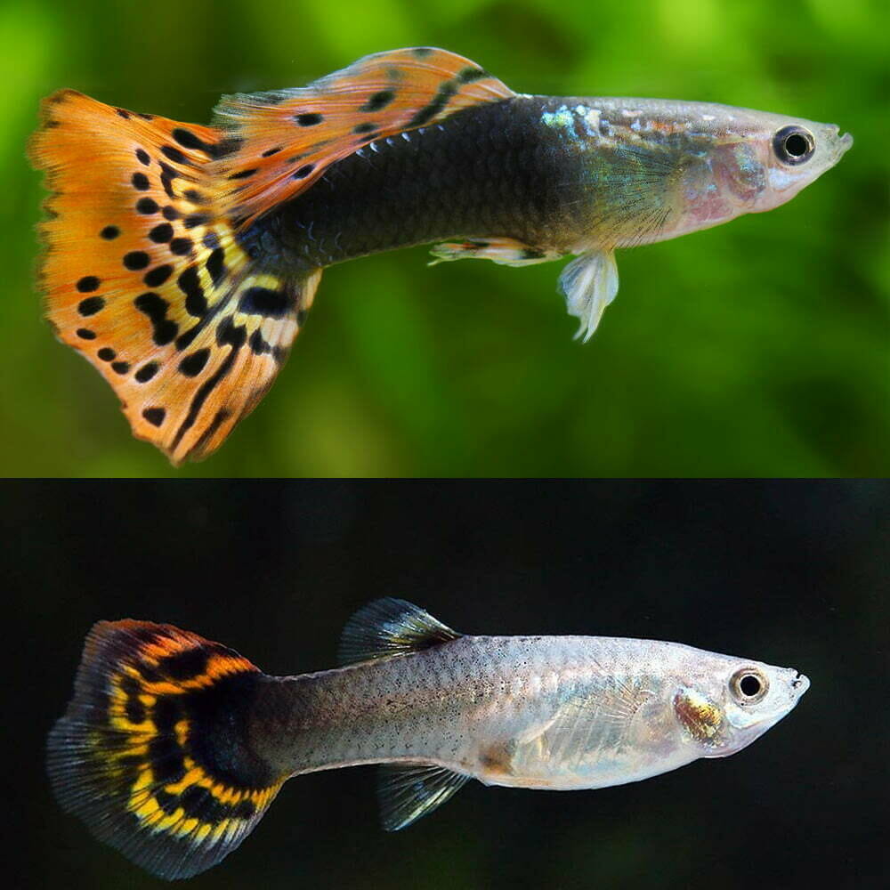 Guppys Dragon Tuxedo (Trio)
