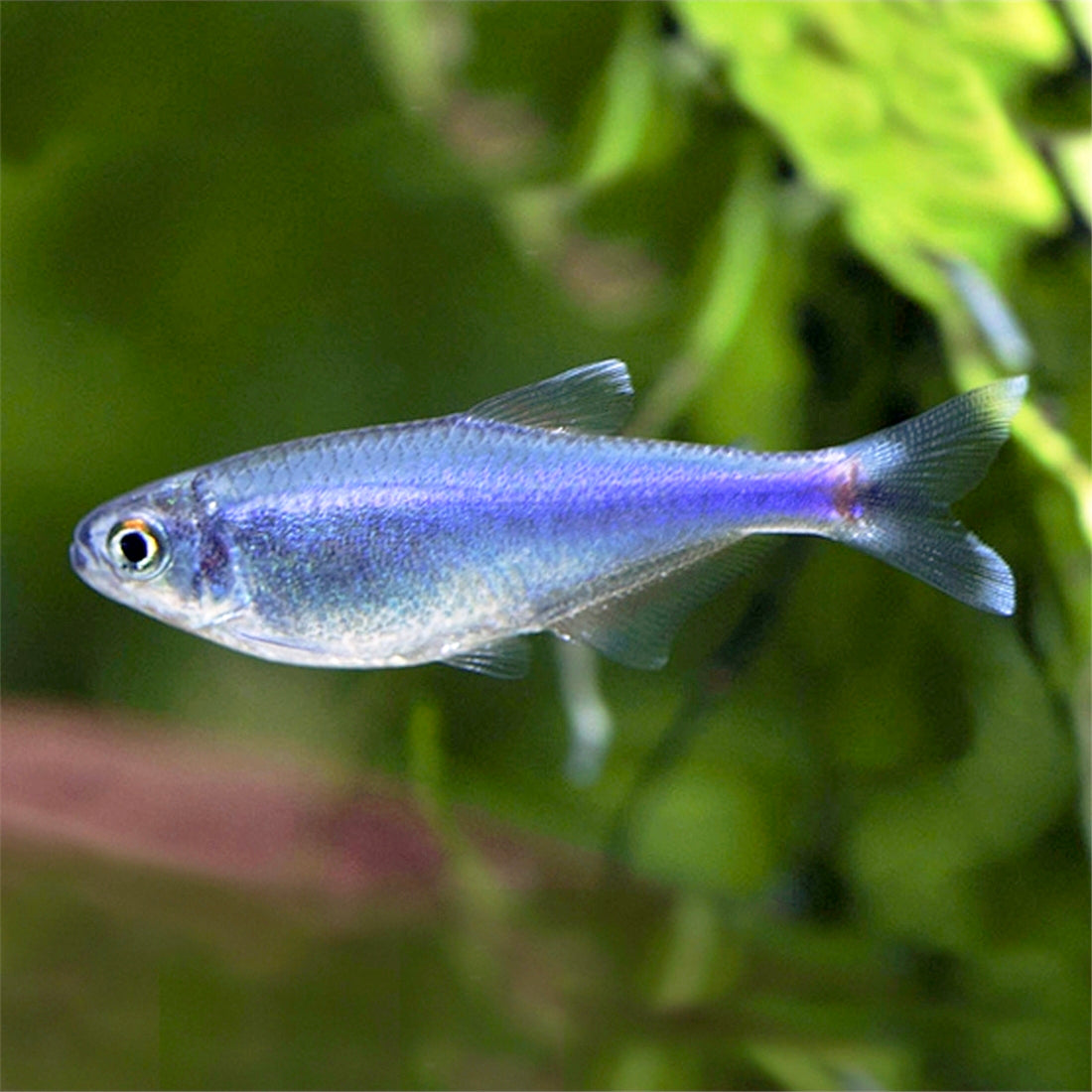 Tetra Blue King