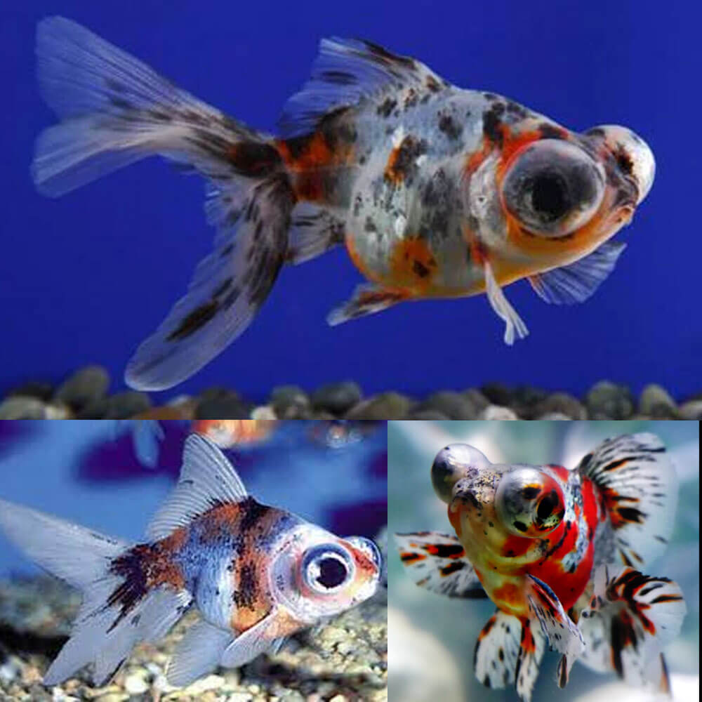 Oranda Telescópio Cálico