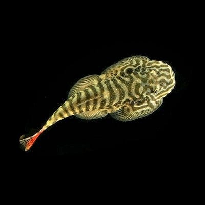 Ventosa de Bornéu de Cauda Vermelha SK02