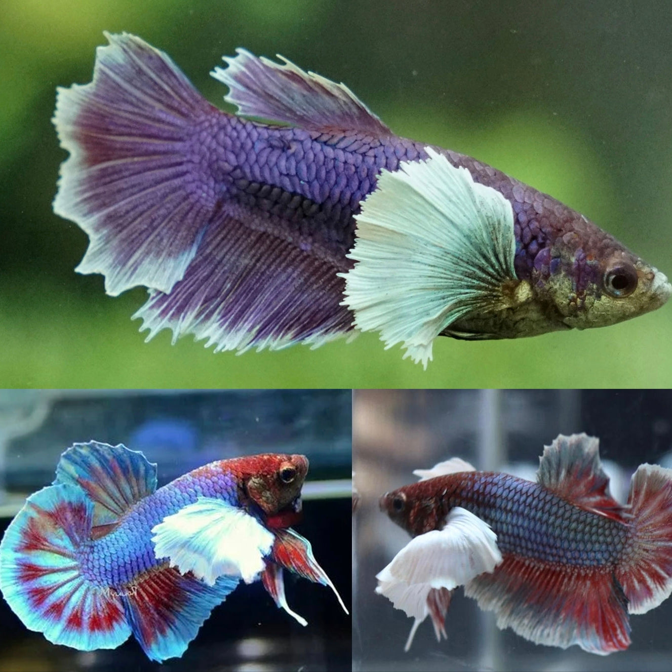 Betta Macho Dumbo Plakat Sortido