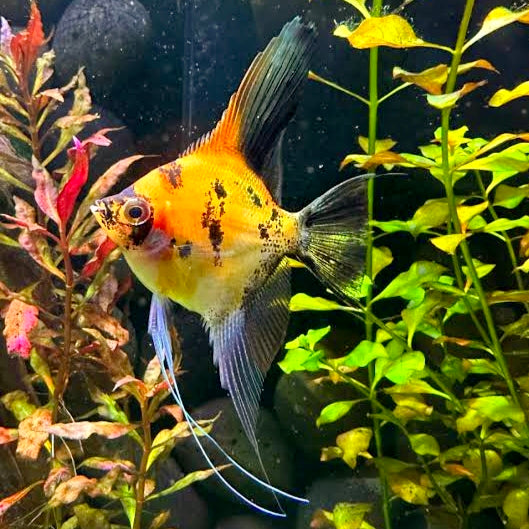 Escalar Full Orange Koi 4cm