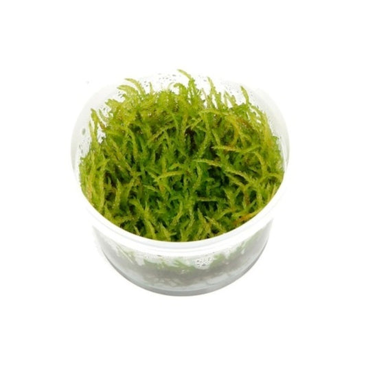 Musgo Willow (In Vitro)
