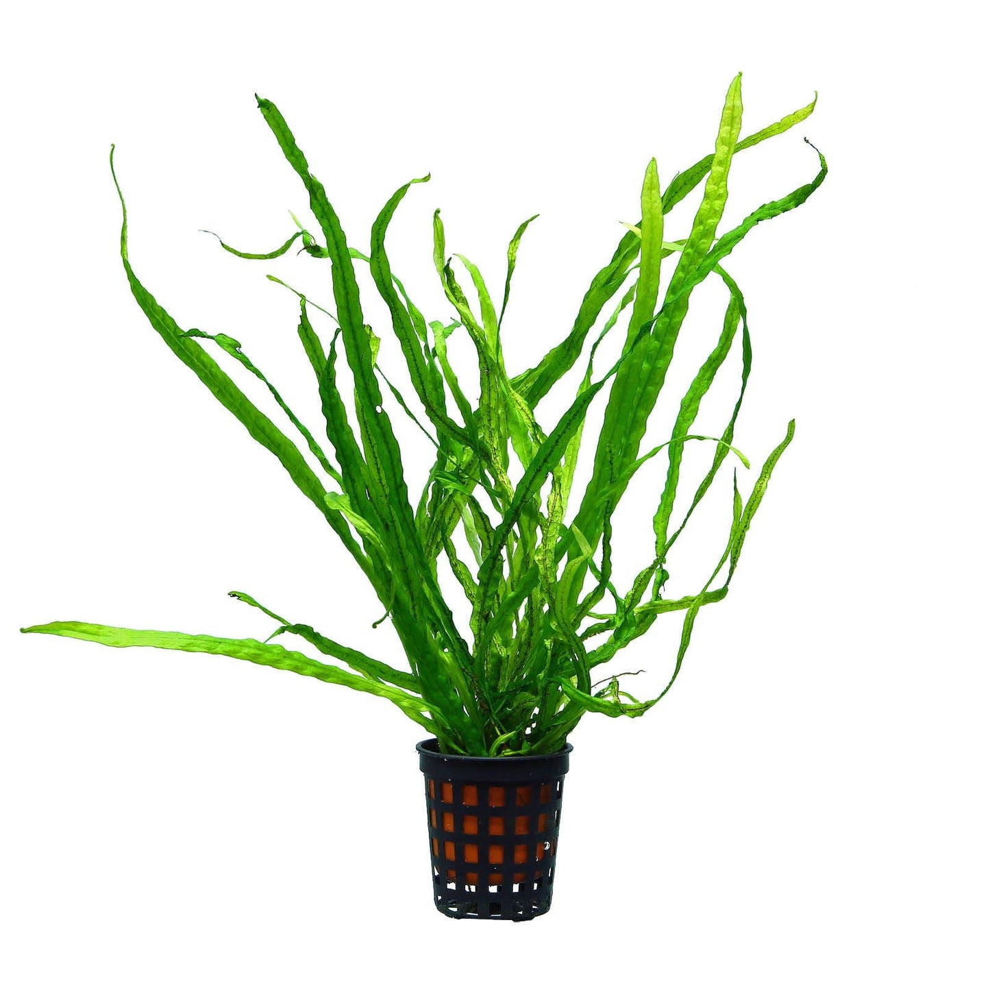 Microsorum pteropus 'Narrow'
