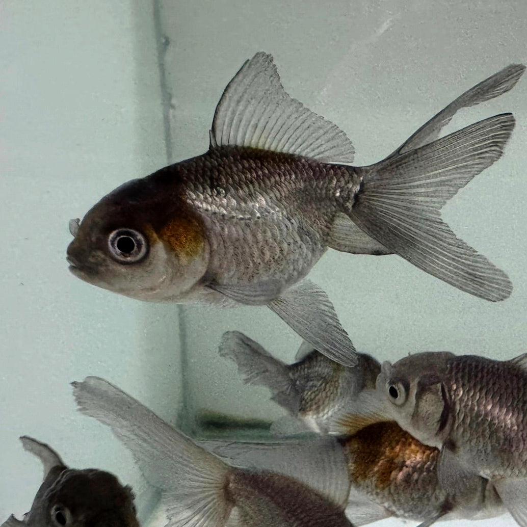 Oranda Azul