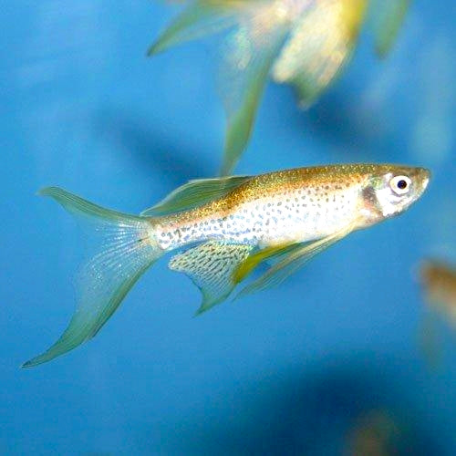 Danio Leopardo Véu