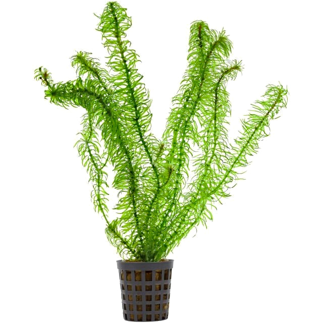 Egeria najas