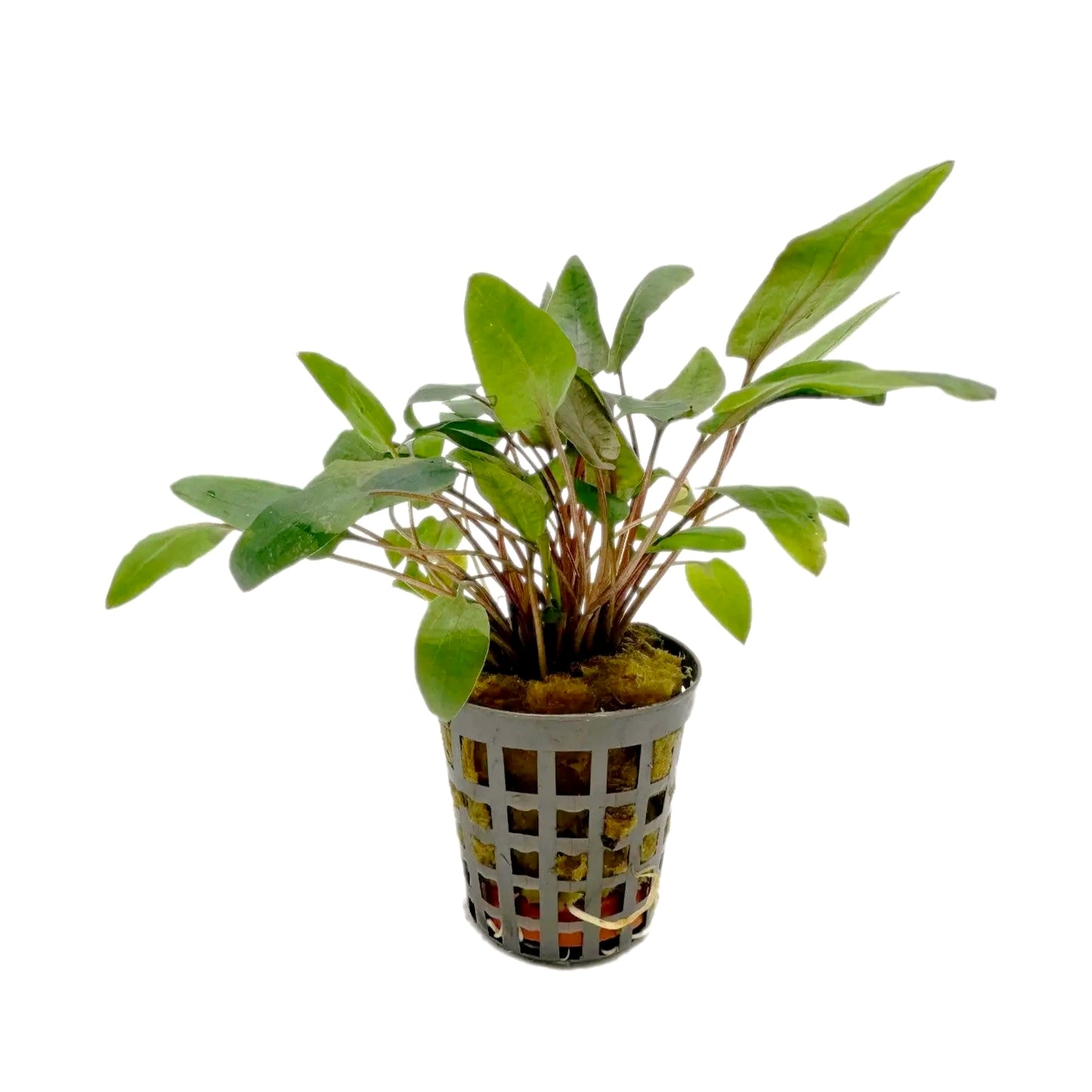 Cryptocoryne bullosa