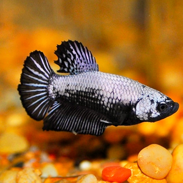 Betta Macho Plakat Black Samurai