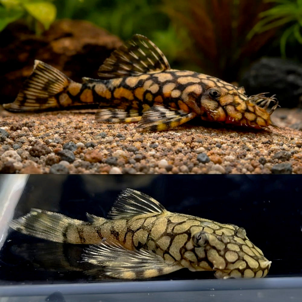 L519 Ancistrus Kiefner II 3cm