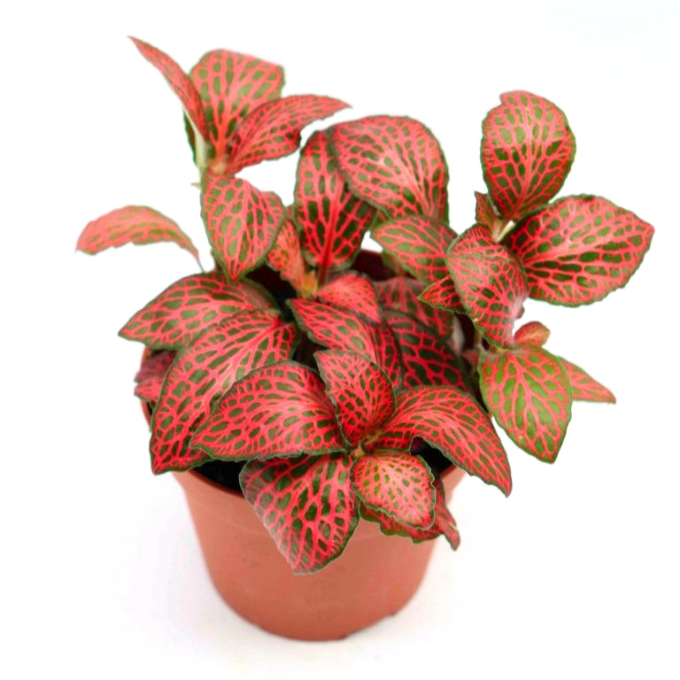 Fittonia albivenis 'Forest Flame'