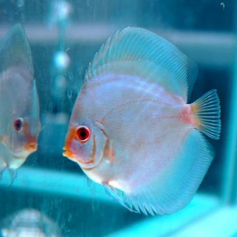 Discus Blue Diamond 5-6cm