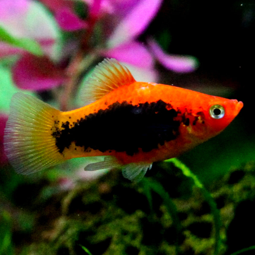 Platy Coral Negro